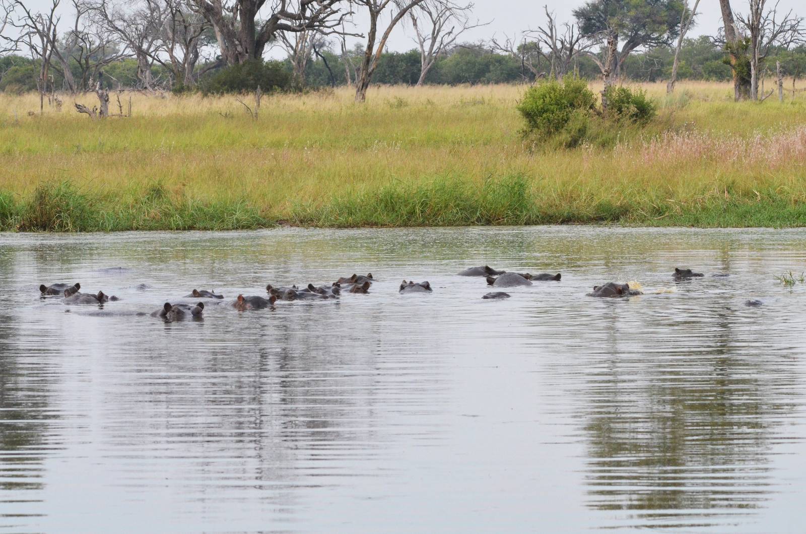 Common Hippopotamuses, Khwai Community Area, Botswana, 24/04/16