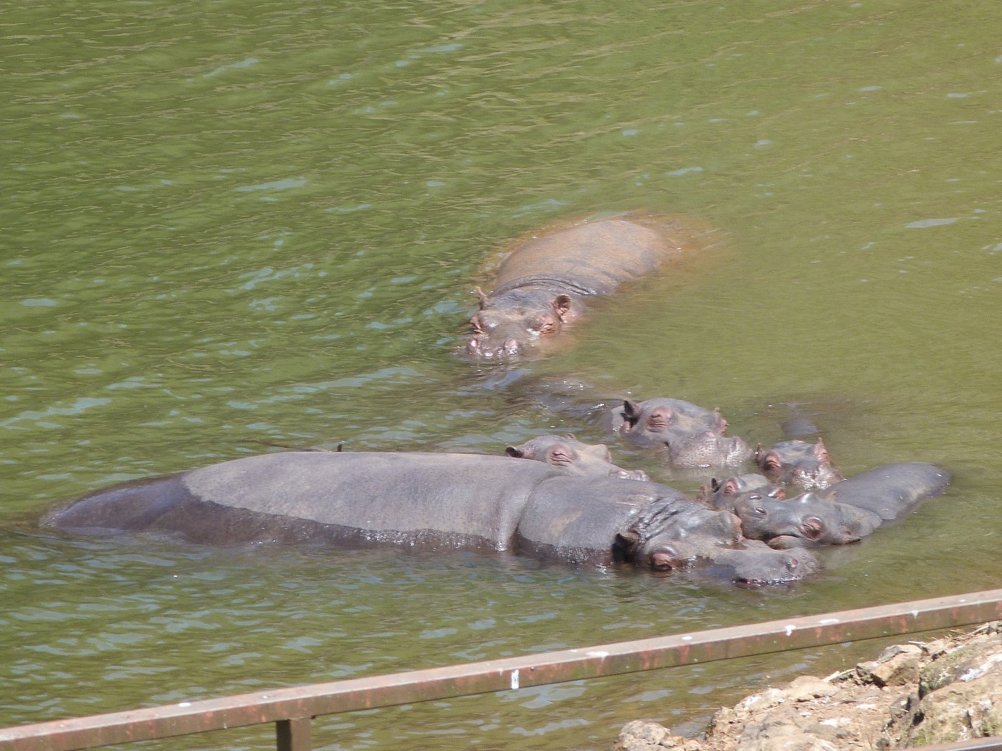 Common hippopotamuses -Parque de la Naturaleza de Cabárceno (2025)