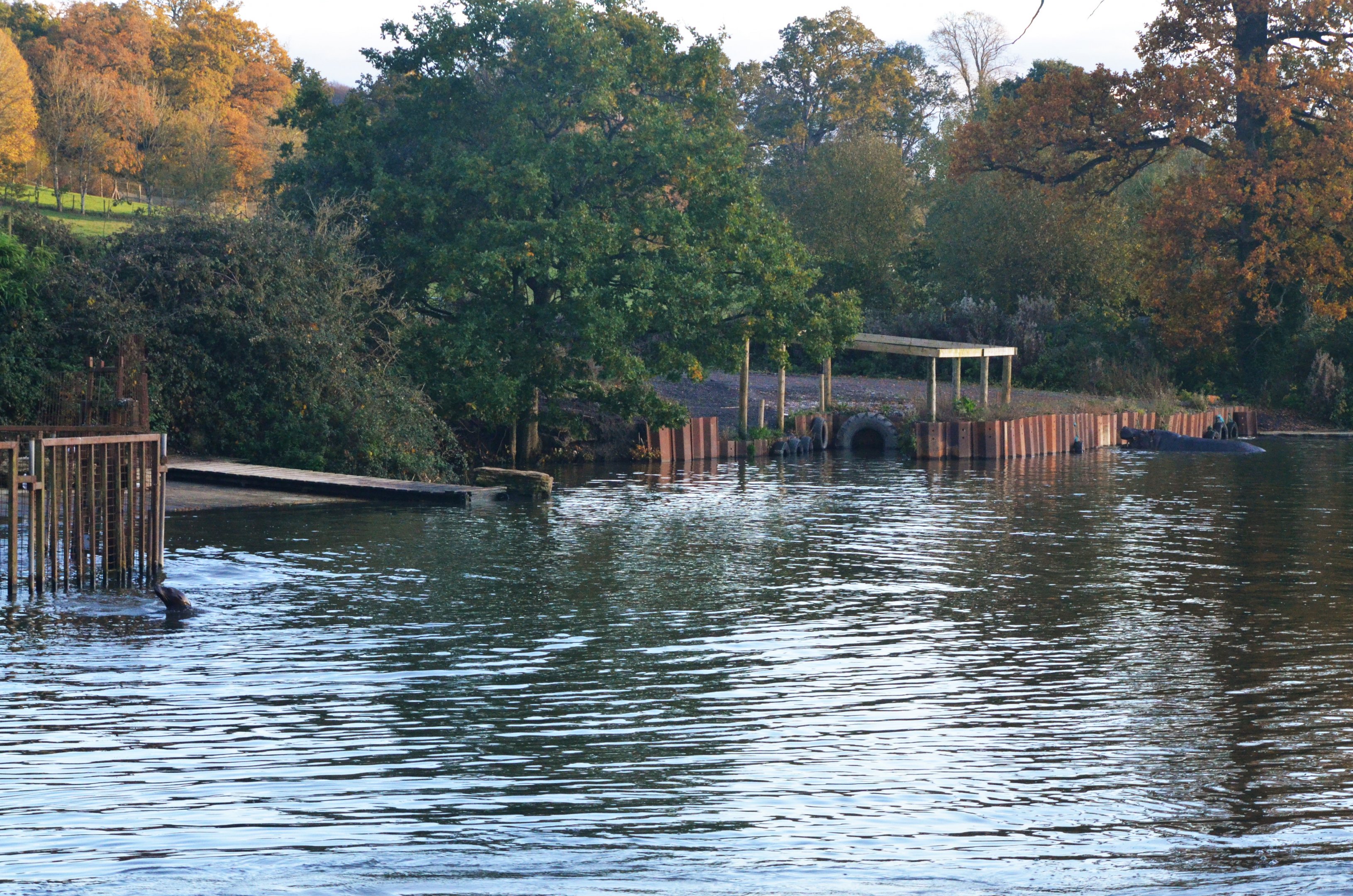 Common Hippos and California Sea Lion (Half-Mile Lake) at Longleat, 03/11/19