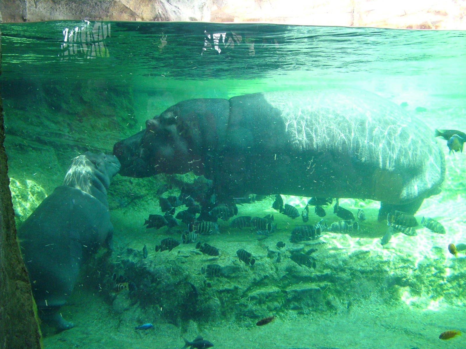 Common Hippos at Bioparc Valencia, 28/05/11