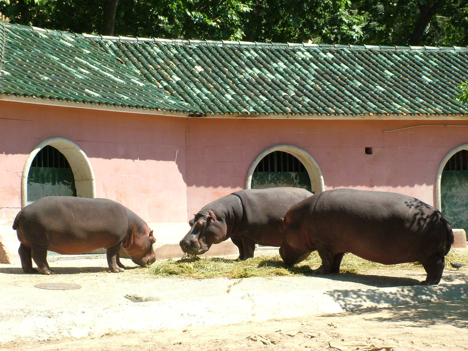 Common Hippos at Lisbon Zoo, 24/05/11