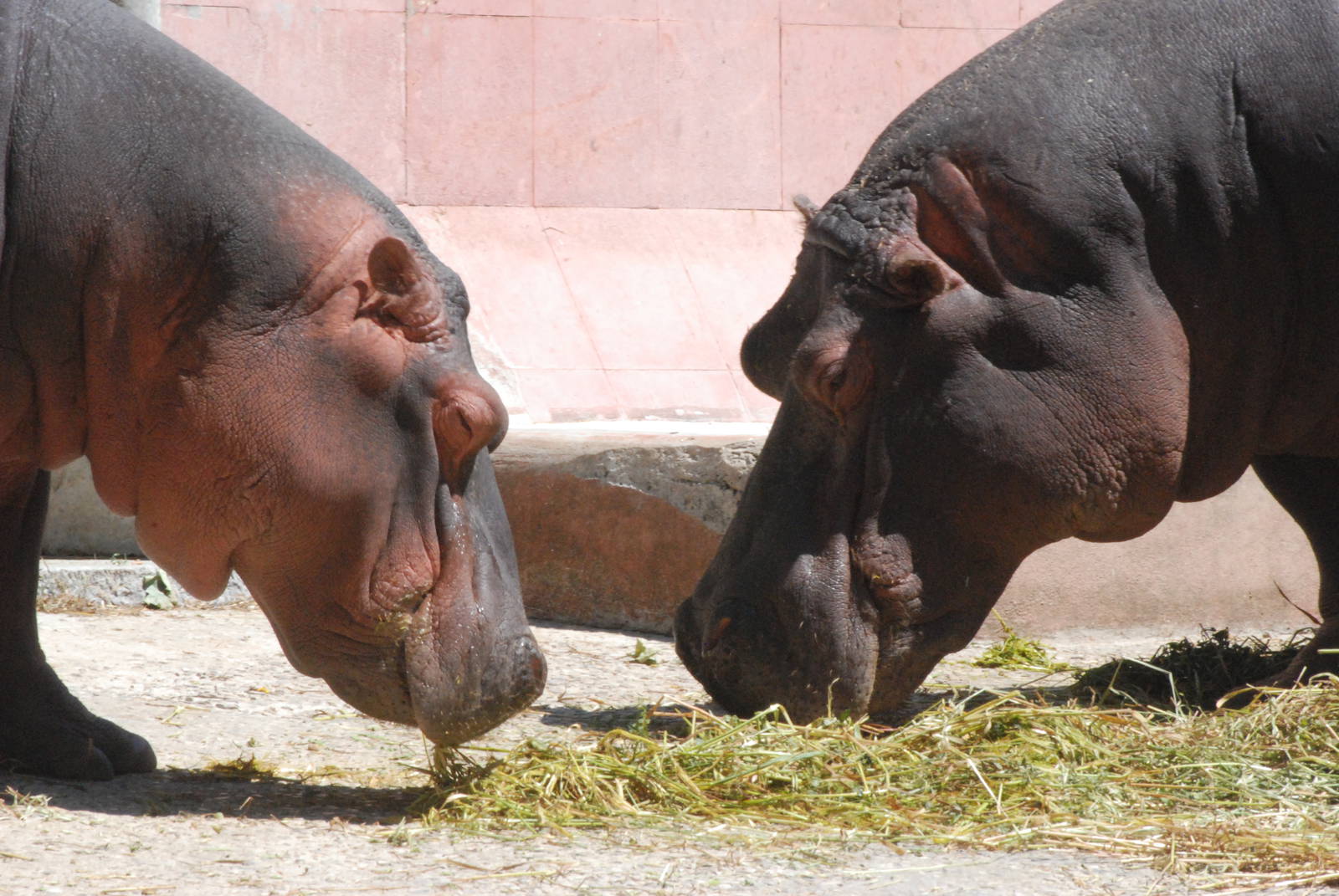 Common Hippos at Lisbon Zoo, 24/05/11