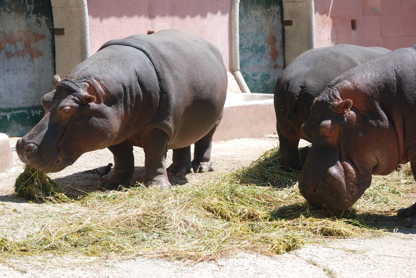Common Hippos at Lisbon Zoo, 24/05/11