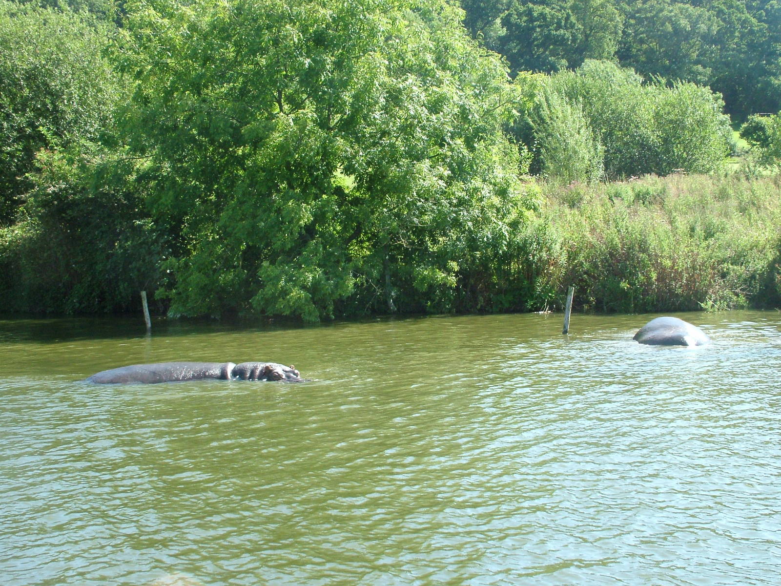 Common Hippos at Longleat August 2008