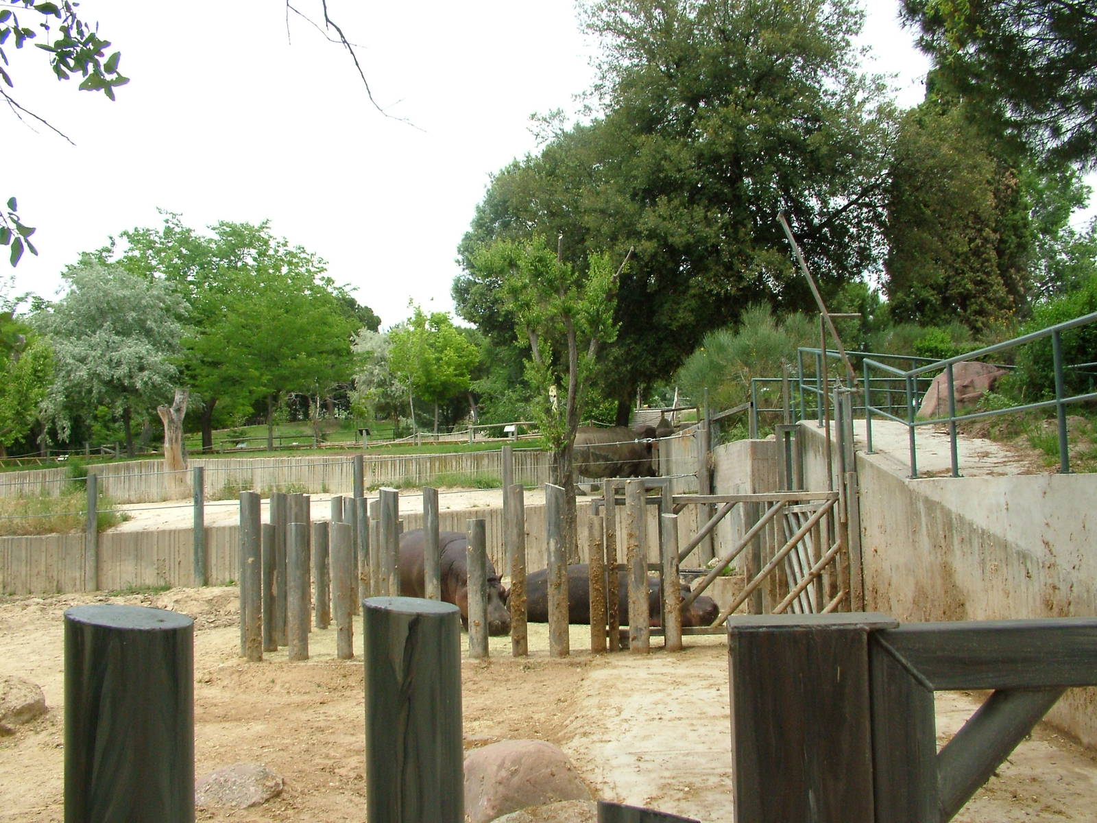Common Hippos at Madrid Zoo Aquarium, 26/05/11