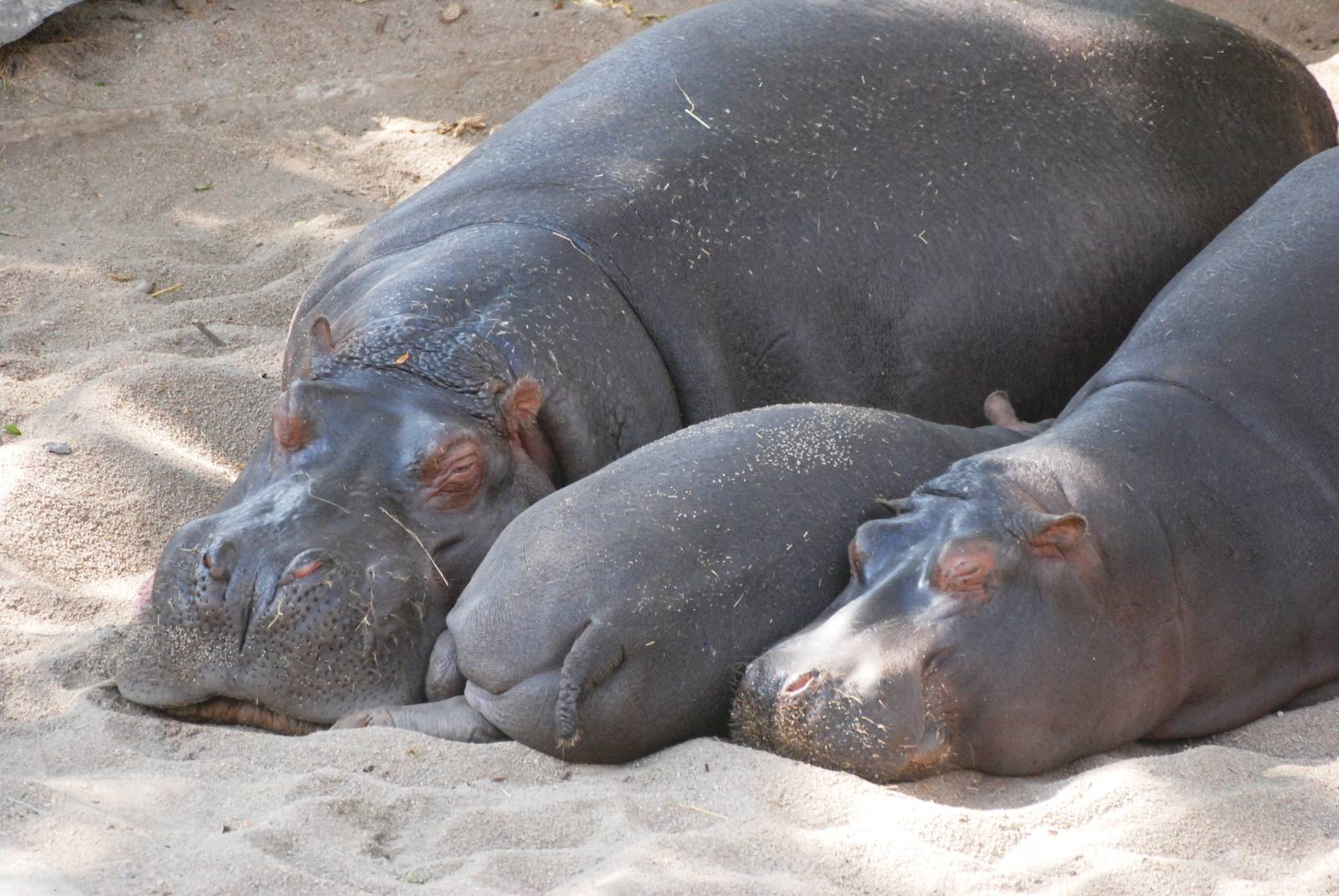 Common Hippos at Prague, 25/08/12
