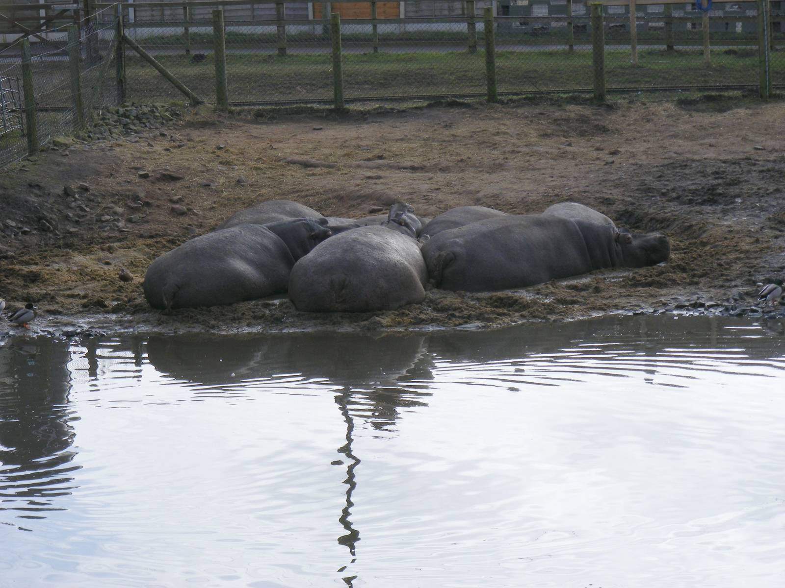 Common hippos at West Midland Safari Park, 13 February 2010