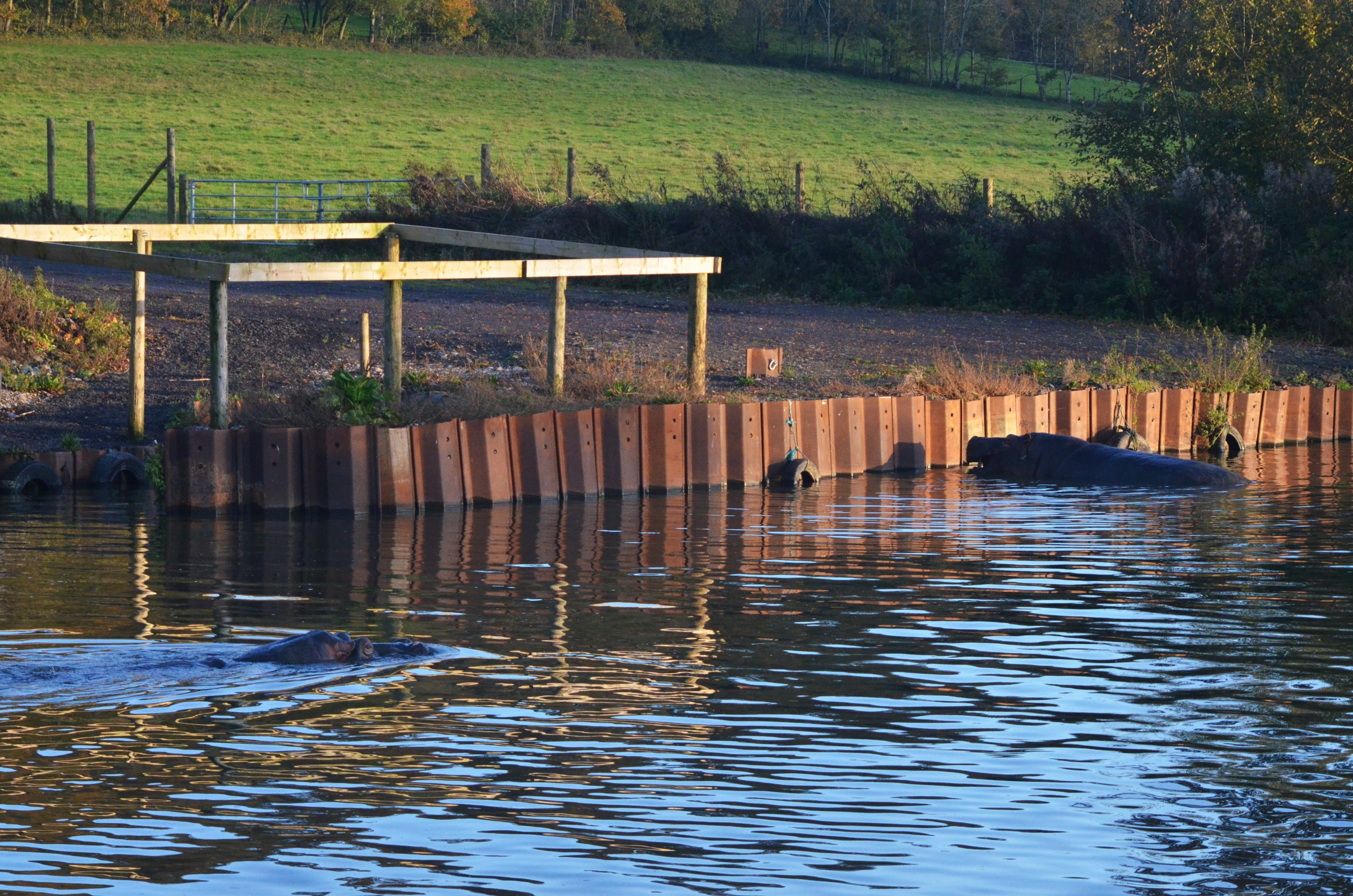 Common Hippos (Half-Mile Lake) at Longleat, 03/11/19