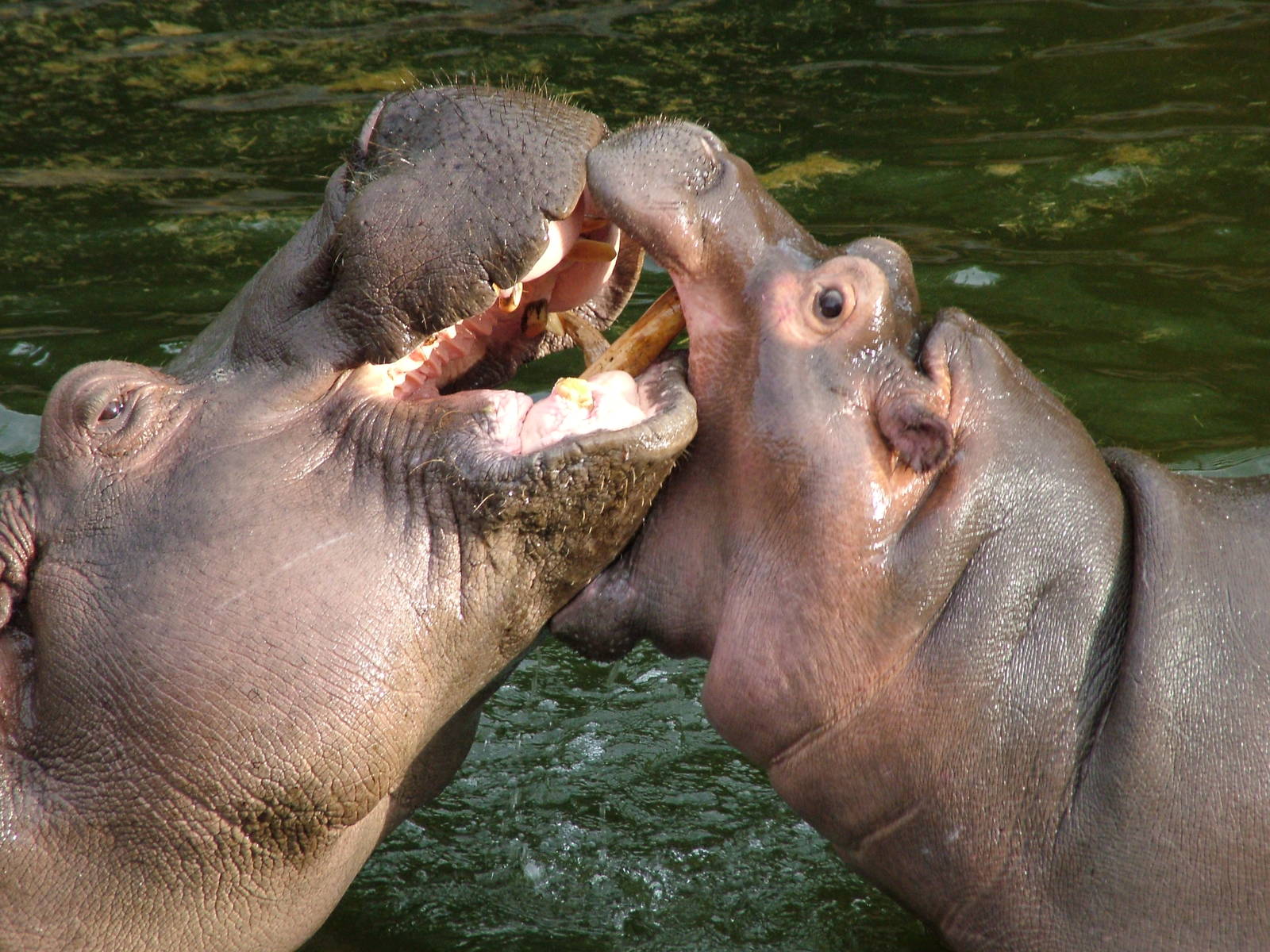 Common Hippos (Hippopotamus amphibius) at Hannover Zoo 2007