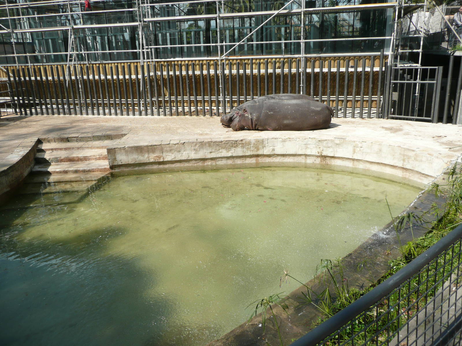 Common Hippos in concrete enclosure