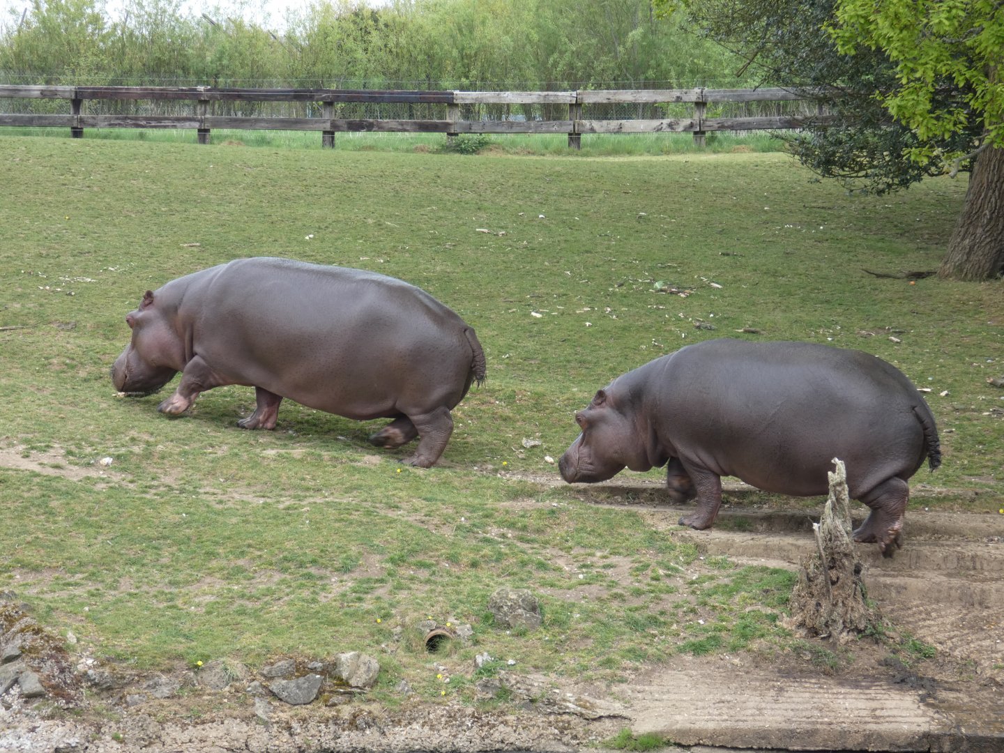 Common hippos 'Lola' and 'Hodor'