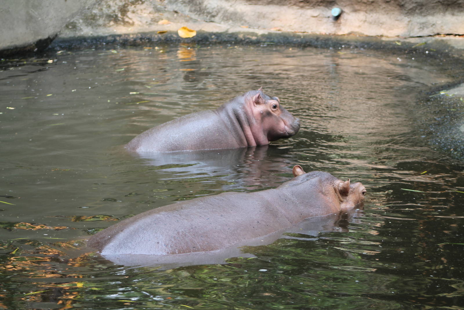 common hippos