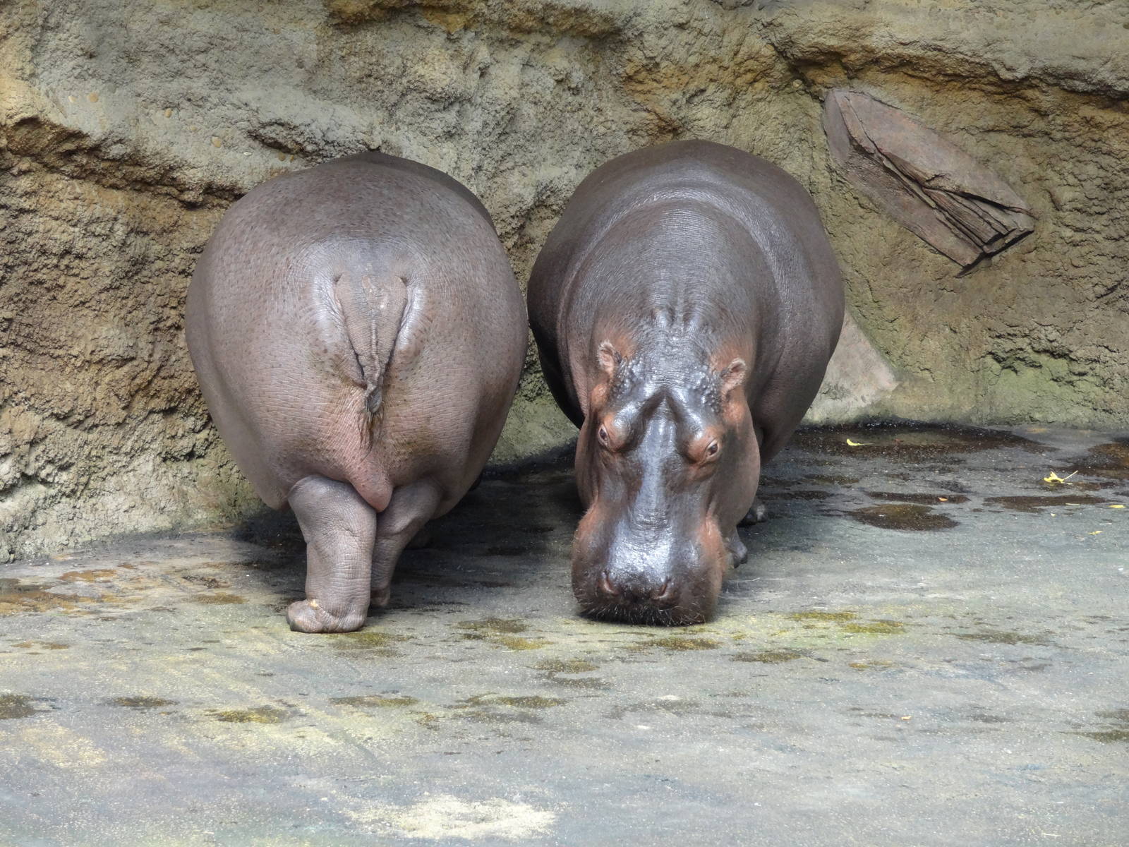 Common hippos