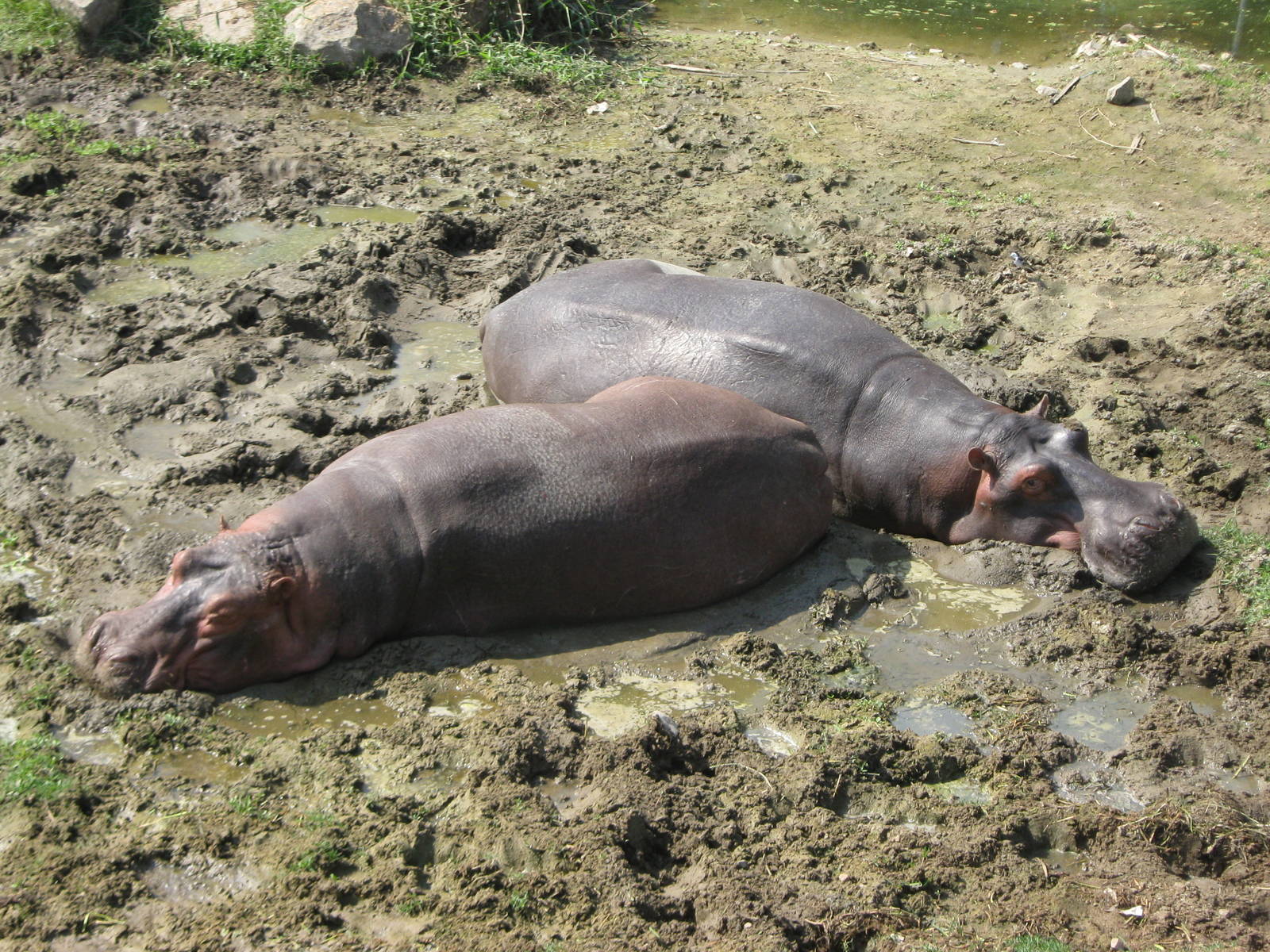 common hippos