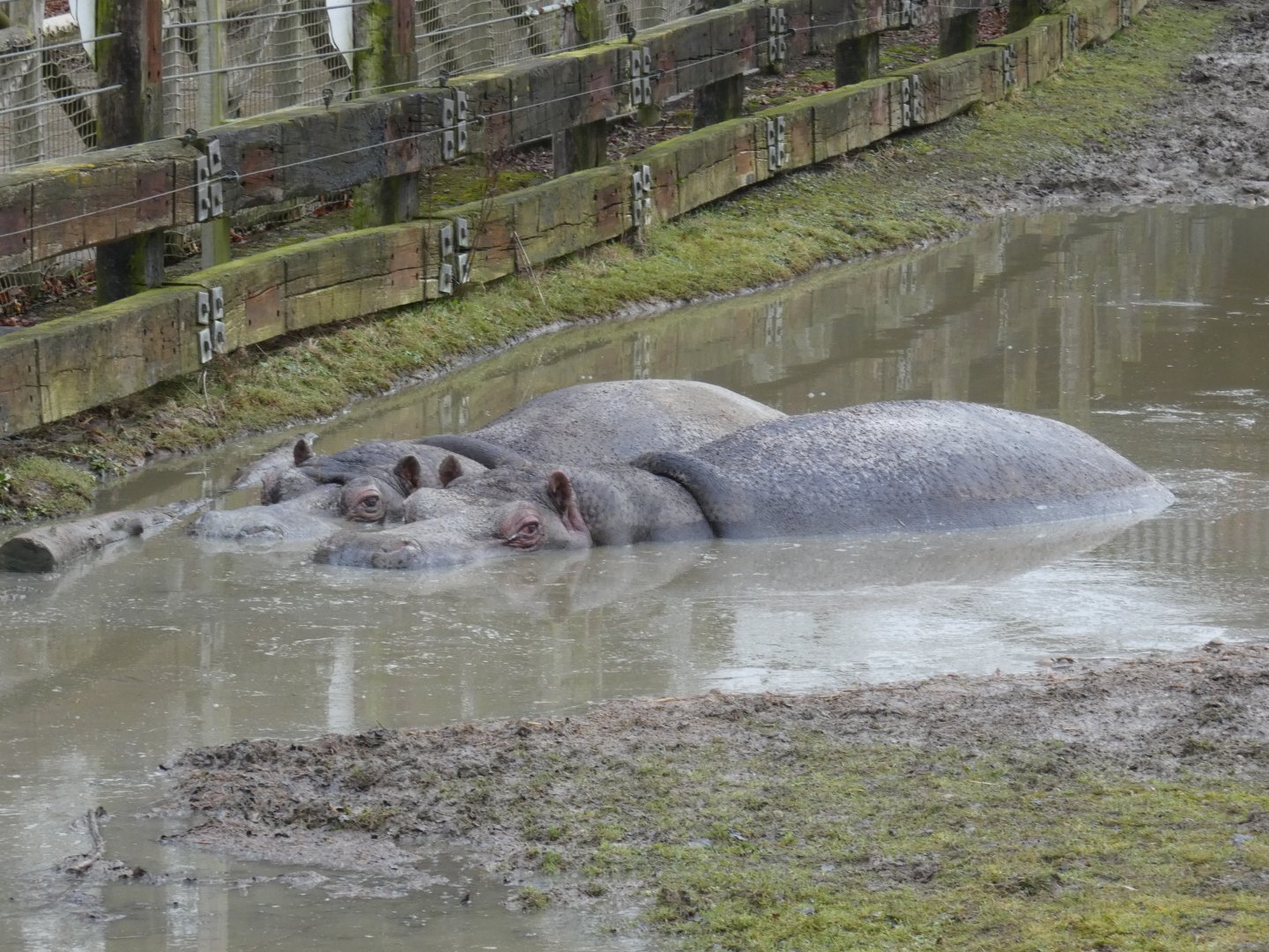 Common hippos