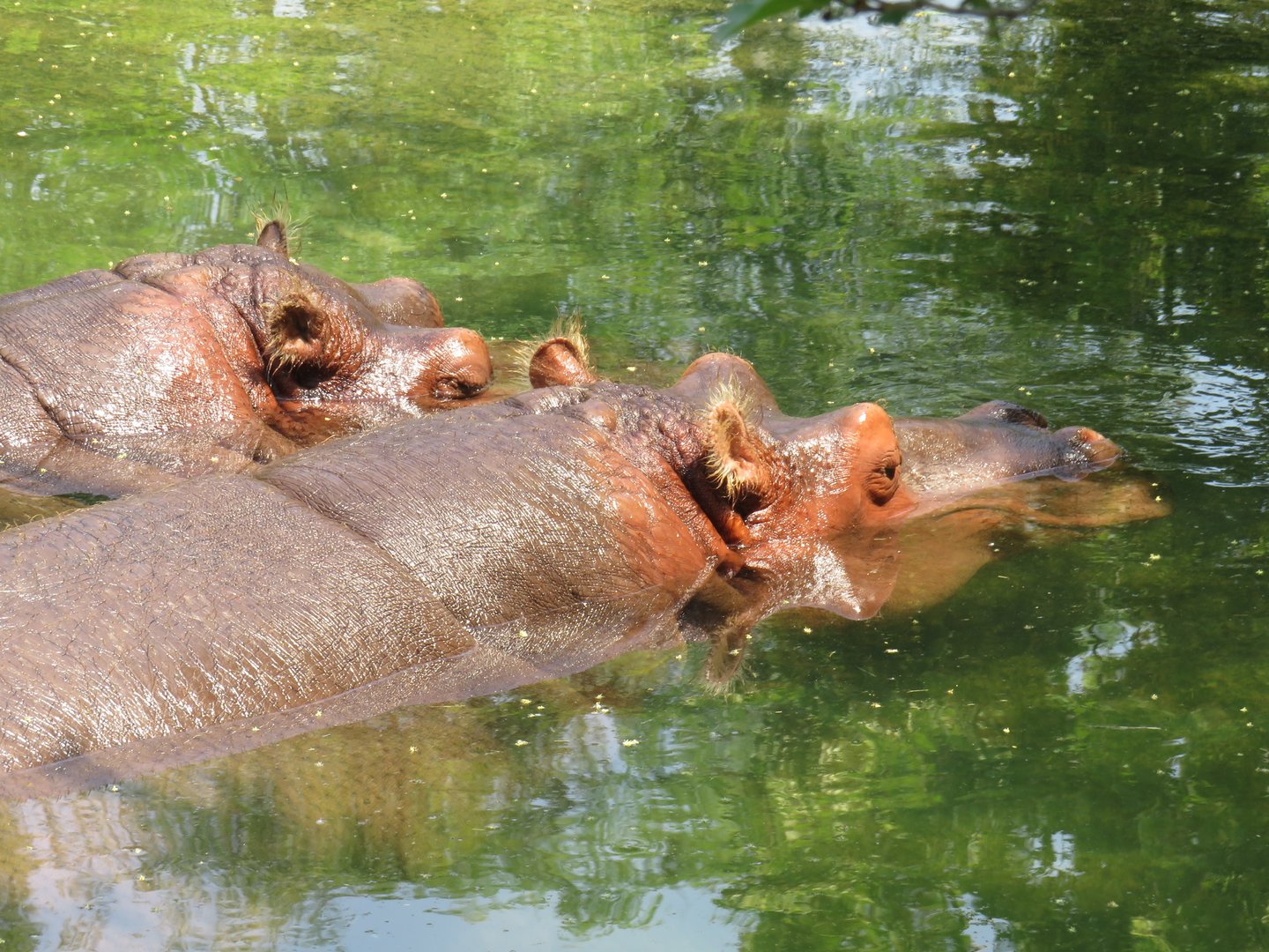 Common hippos