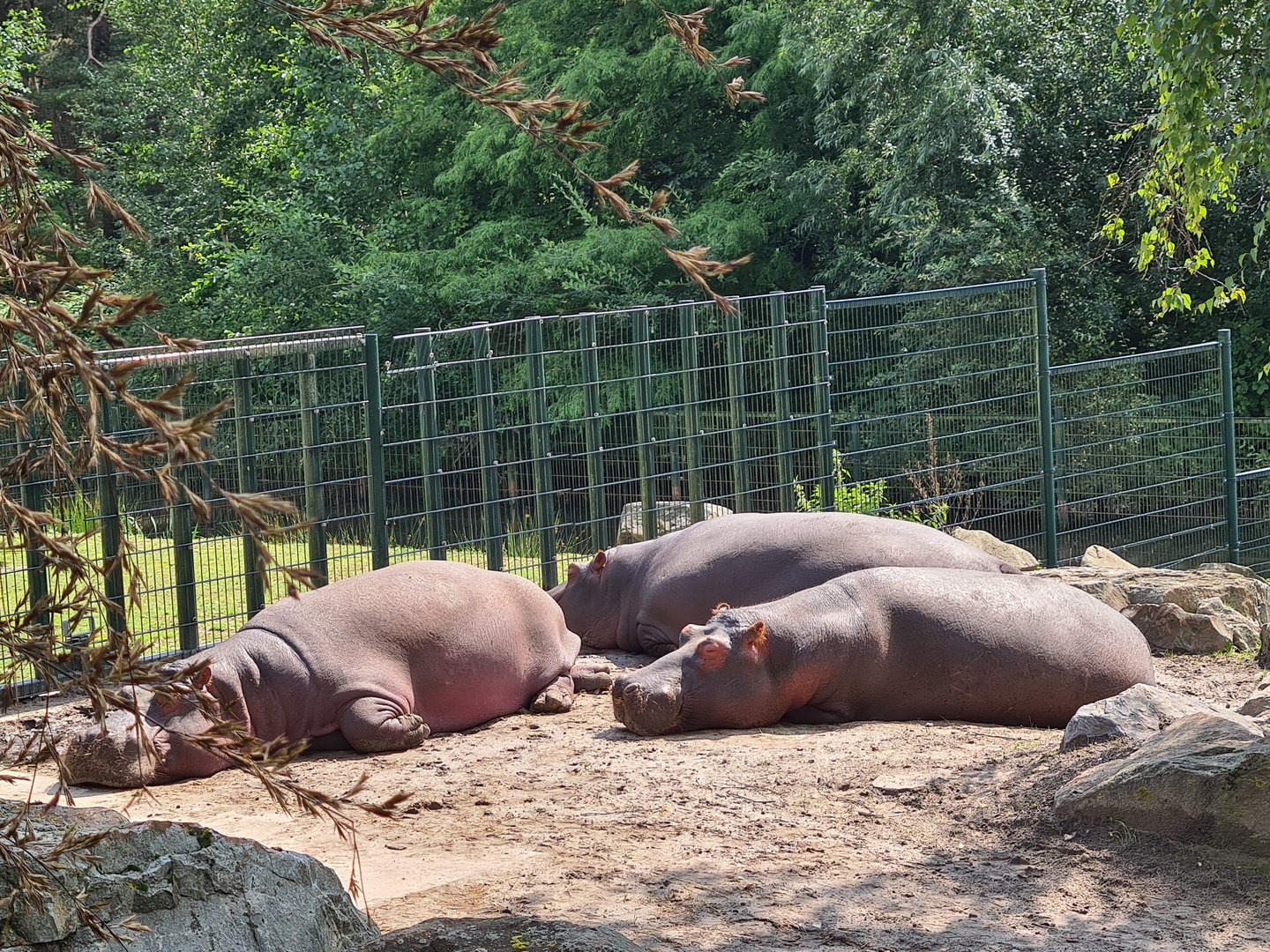 Common Hippos