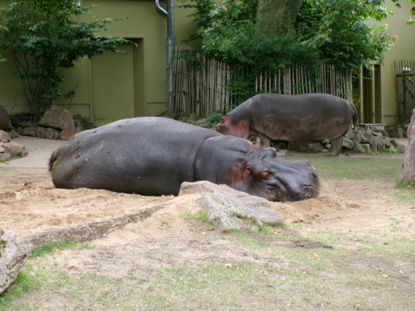 Common hippos