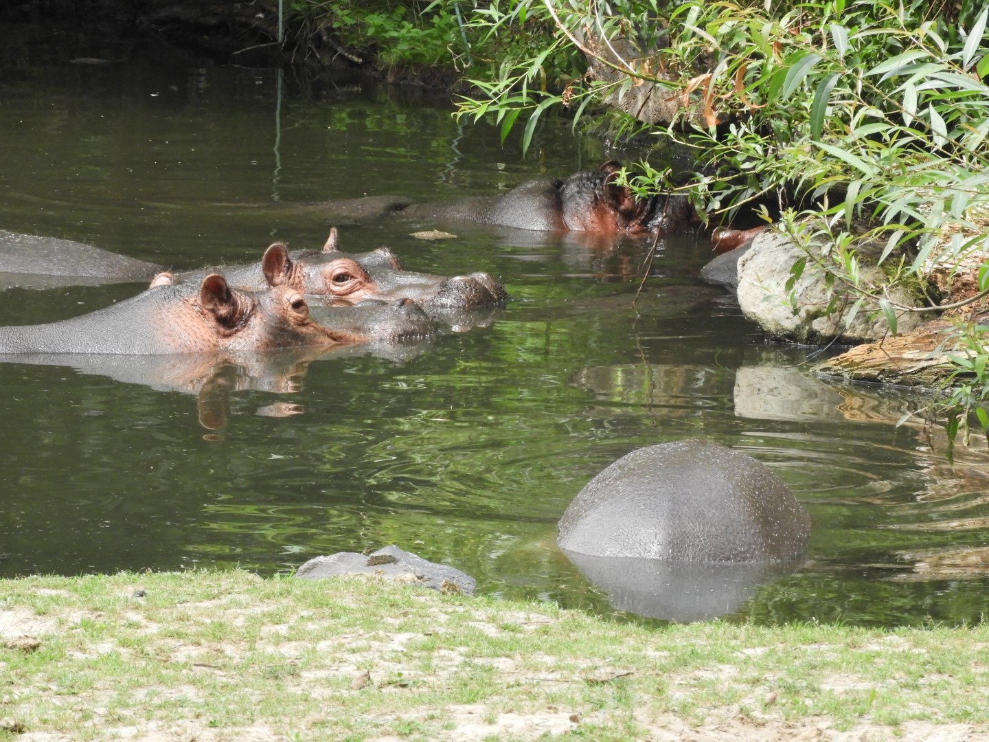 Common hippos