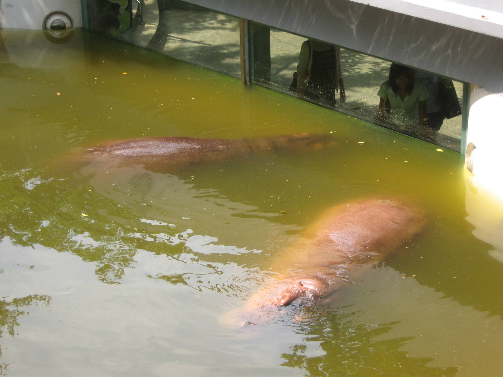 common hippos