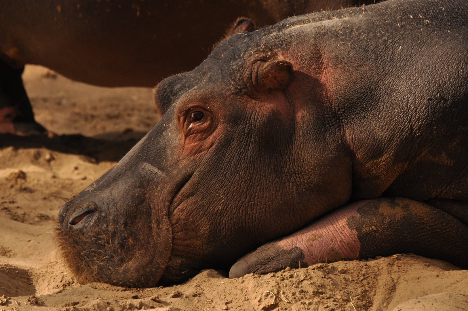 Common hippotamus (Hippopotamus amphibius)