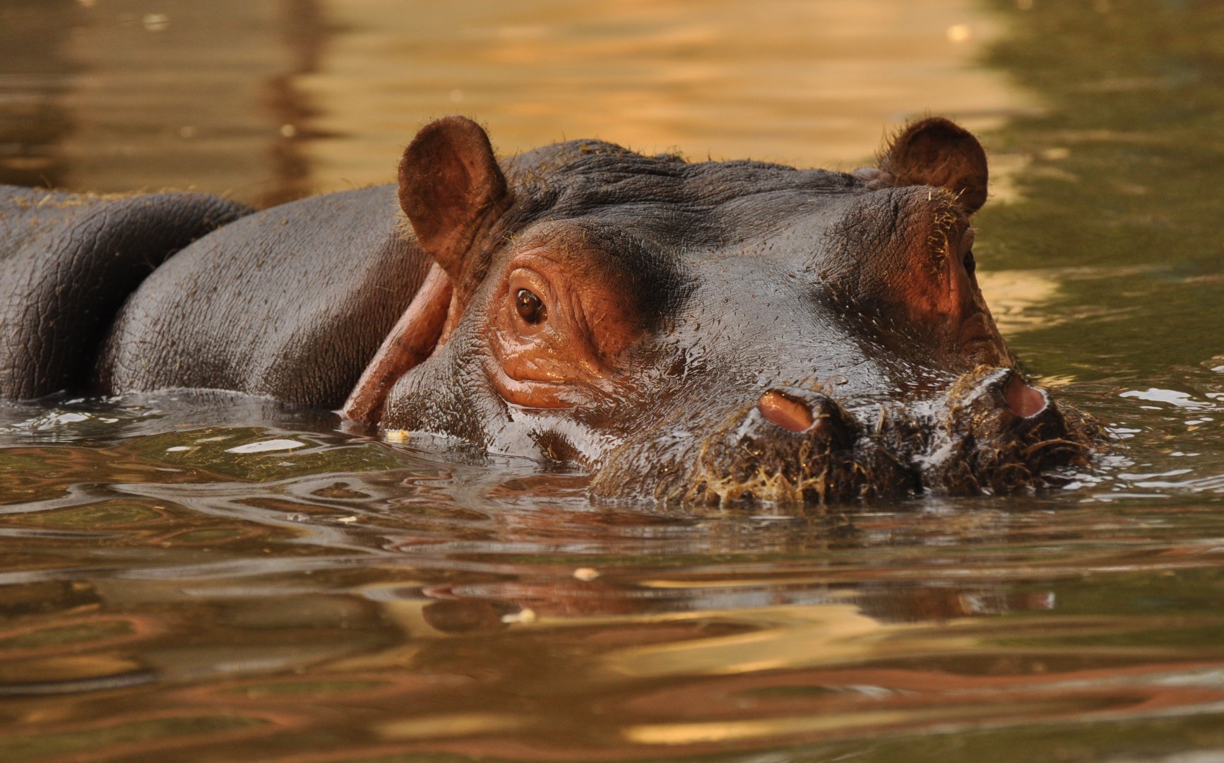 Common hippotamus (Hippopotamus amphibius)