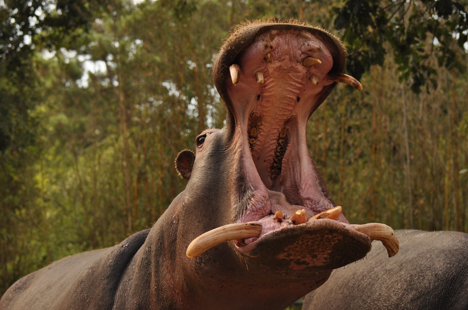 Common hippotamus (Hippopotamus amphibius)