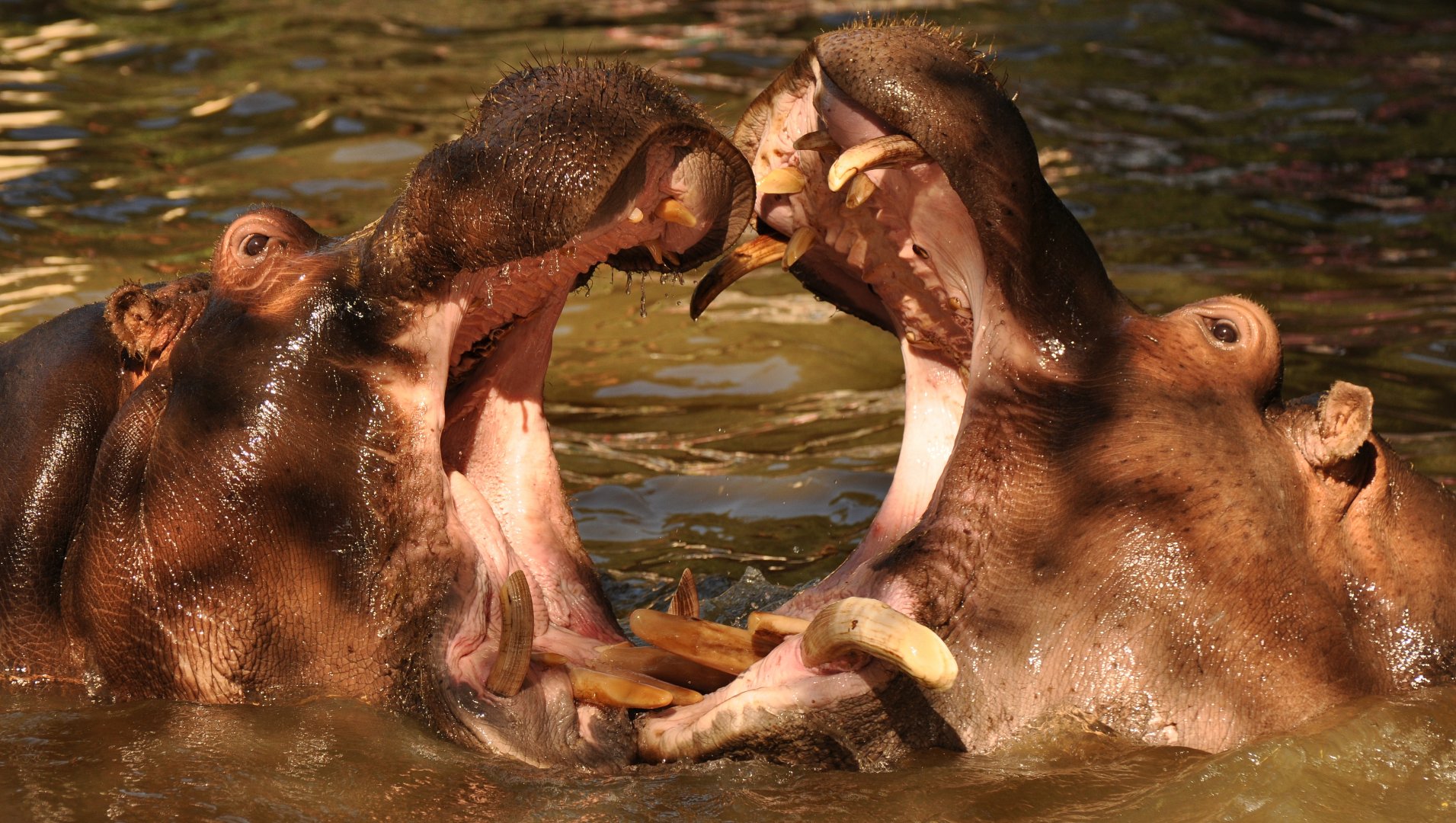 Common hippotamus (Hippopotamus amphibius)