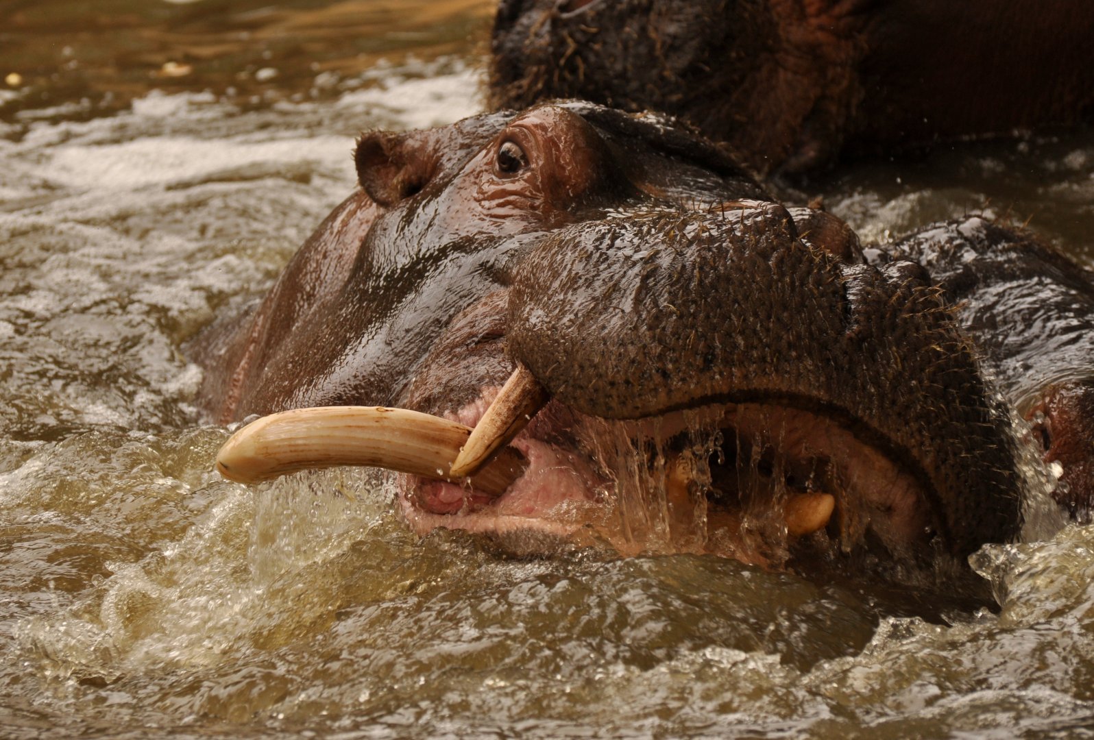 Common hippotamus (Hippopotamus amphibius)