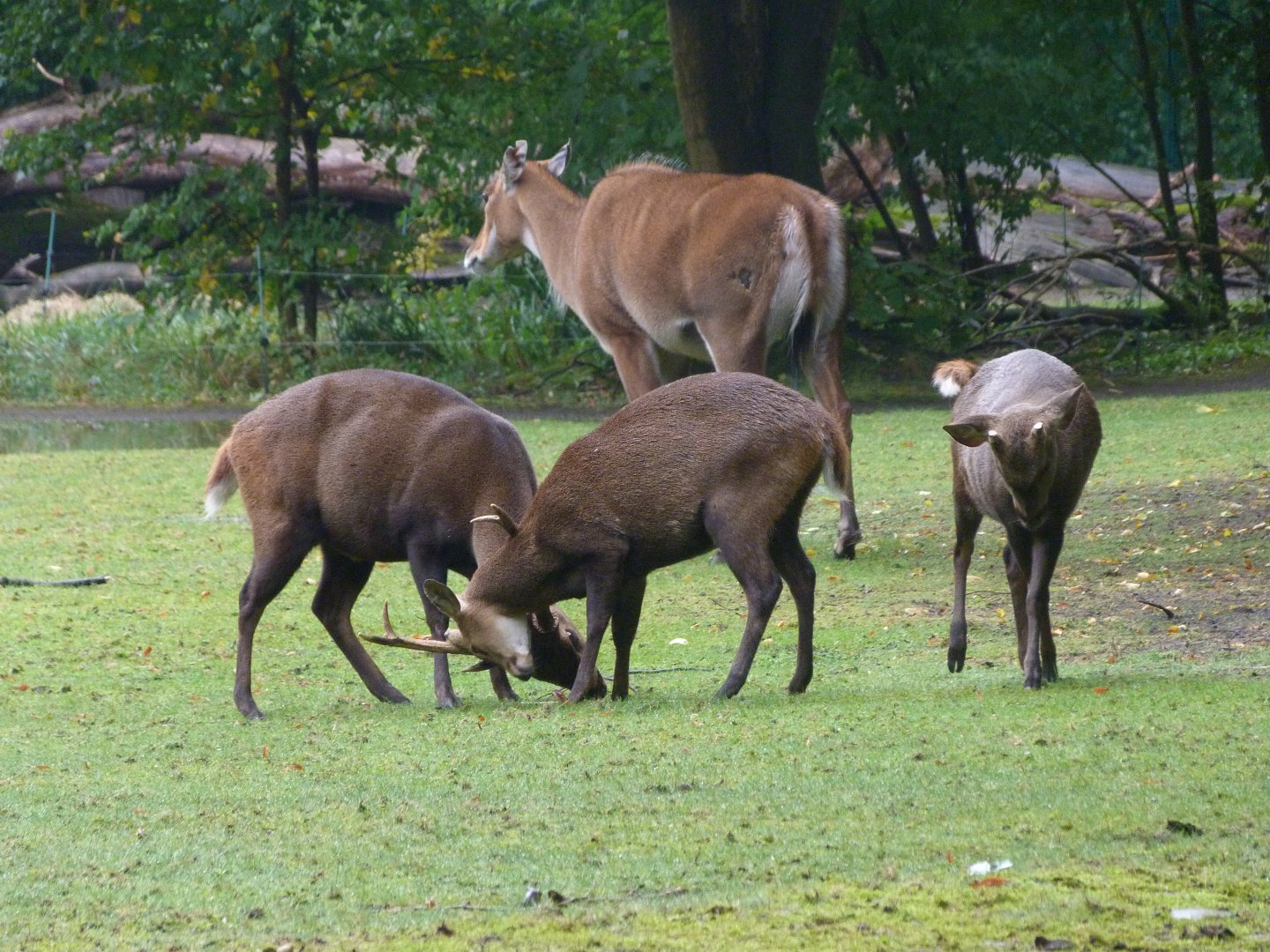 Common hog deer and Nilgai -Tierpark Berlin (2024)