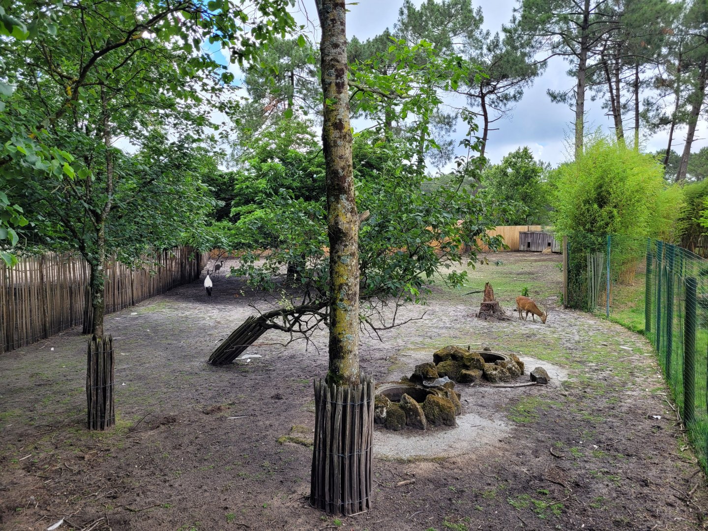 Common hog deer and Red-crowned crane exhibit -Zoo du bassin d'Arcachon (2024)