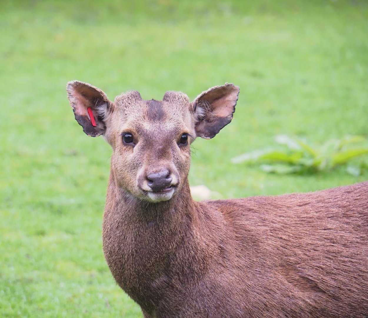 Common hog deer (Axis porcinus porcinus), 2023-05-15