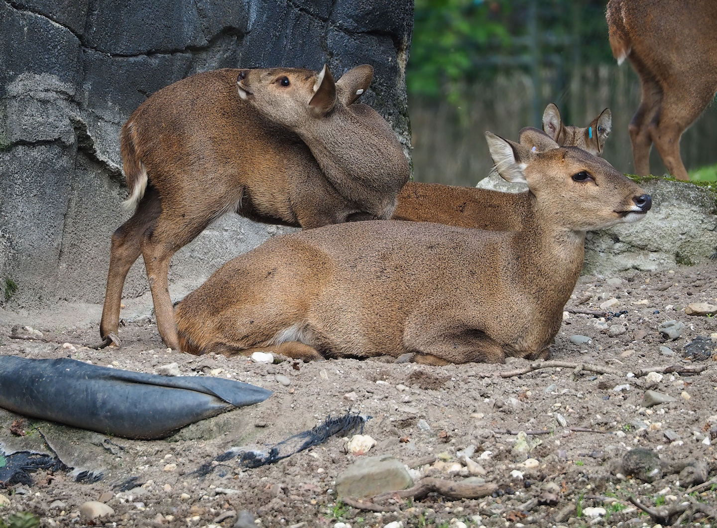 Common hog deer (Axis porcinus porcinus), 2023-10-07