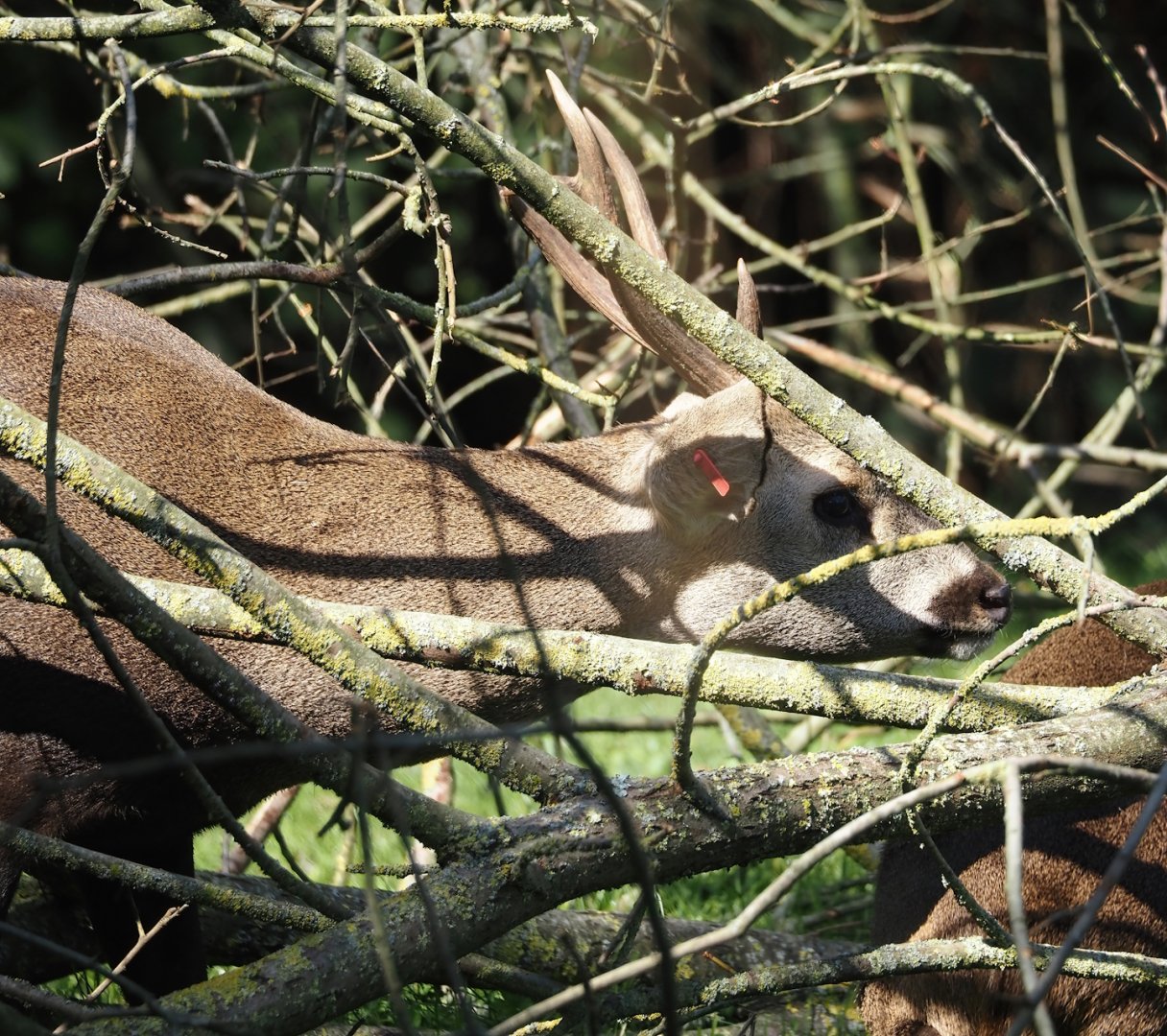 Common hog deer (Axis porcinus porcinus), 2024-09-17