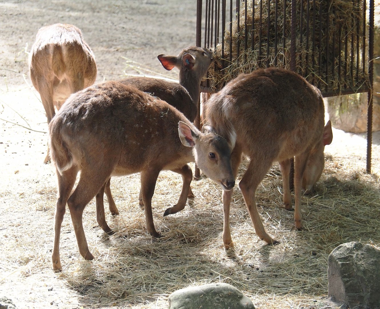 Common hog deer (Axis porcinus porcinus), 2025-05-17