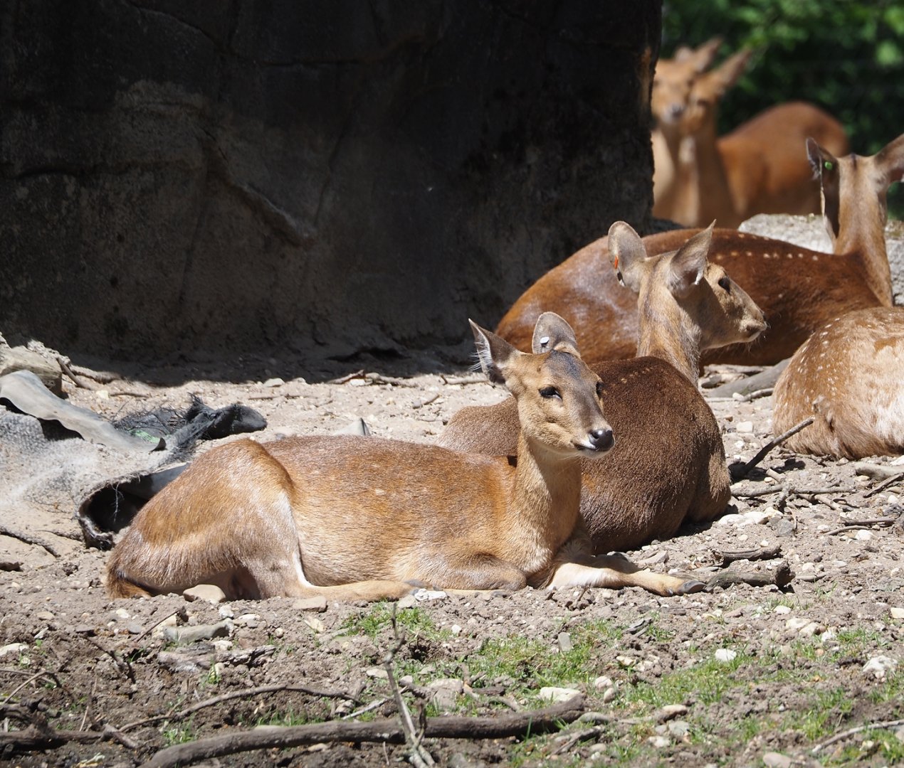 Common hog deer (Axis porcinus porcinus), 2025-05-17