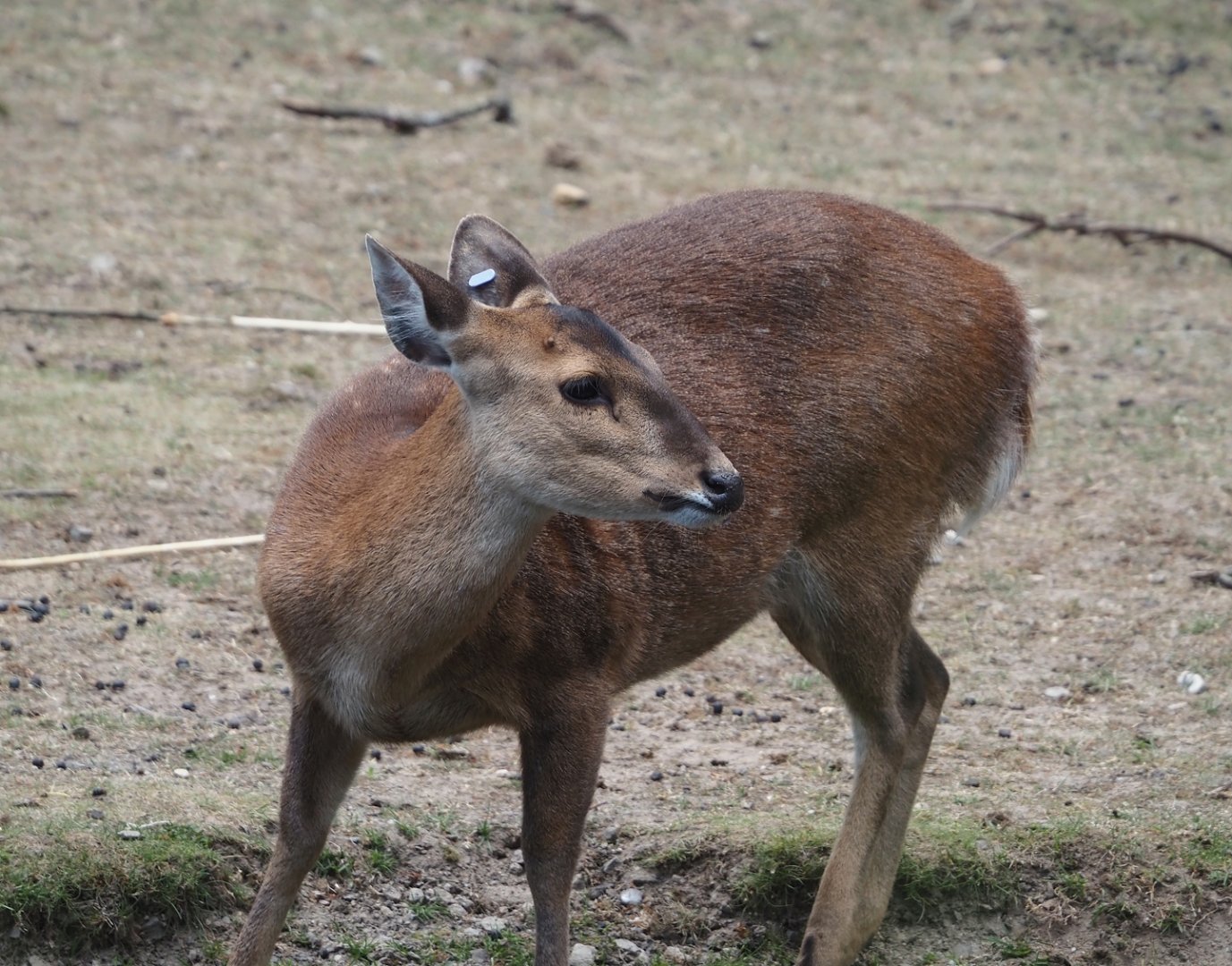 Common hog deer (Axis porcinus porcinus), 2025-05-17