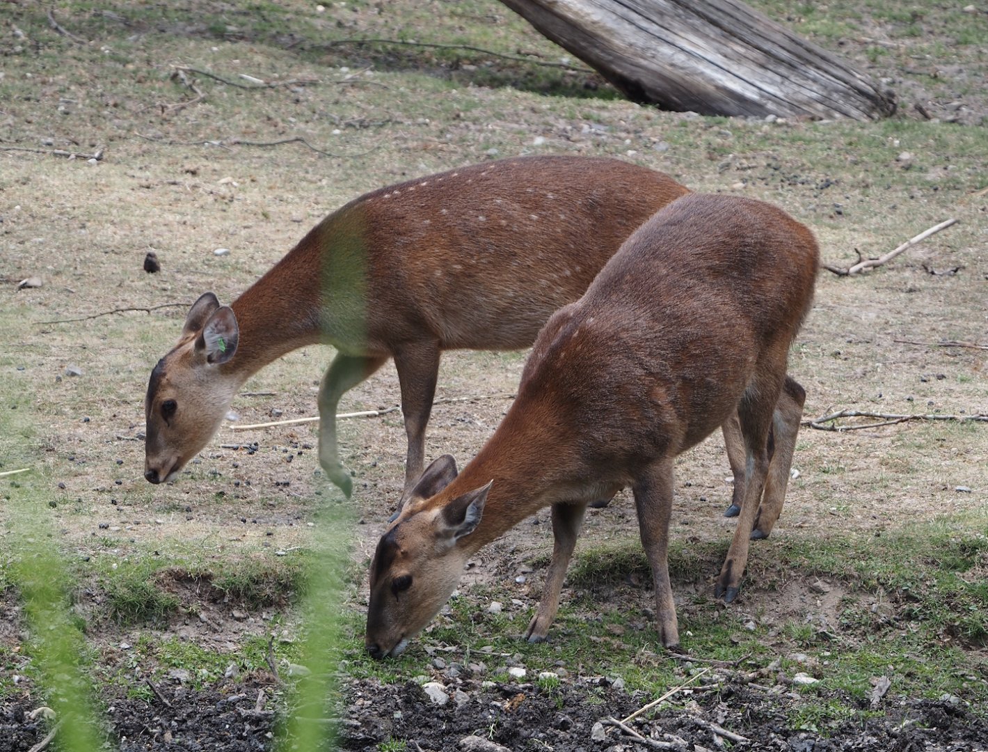 Common hog deer (Axis porcinus porcinus), 2025-05-17