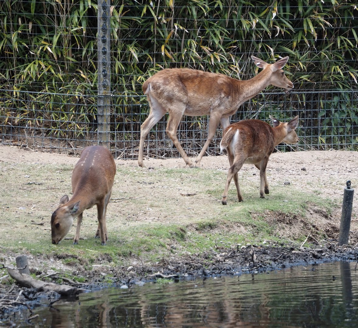 Common hog deer (Axis porcinus porcinus), and Burmese brow-antlered deer (Panolia eldii thamin), 2025-05-17