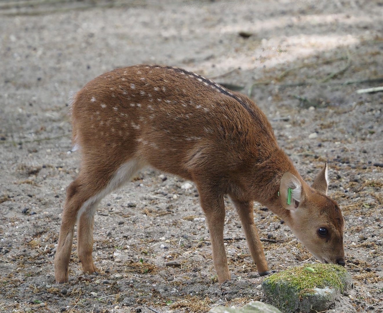 Common hog deer fawn (Axis porcinus porcinus), 2025-05-17