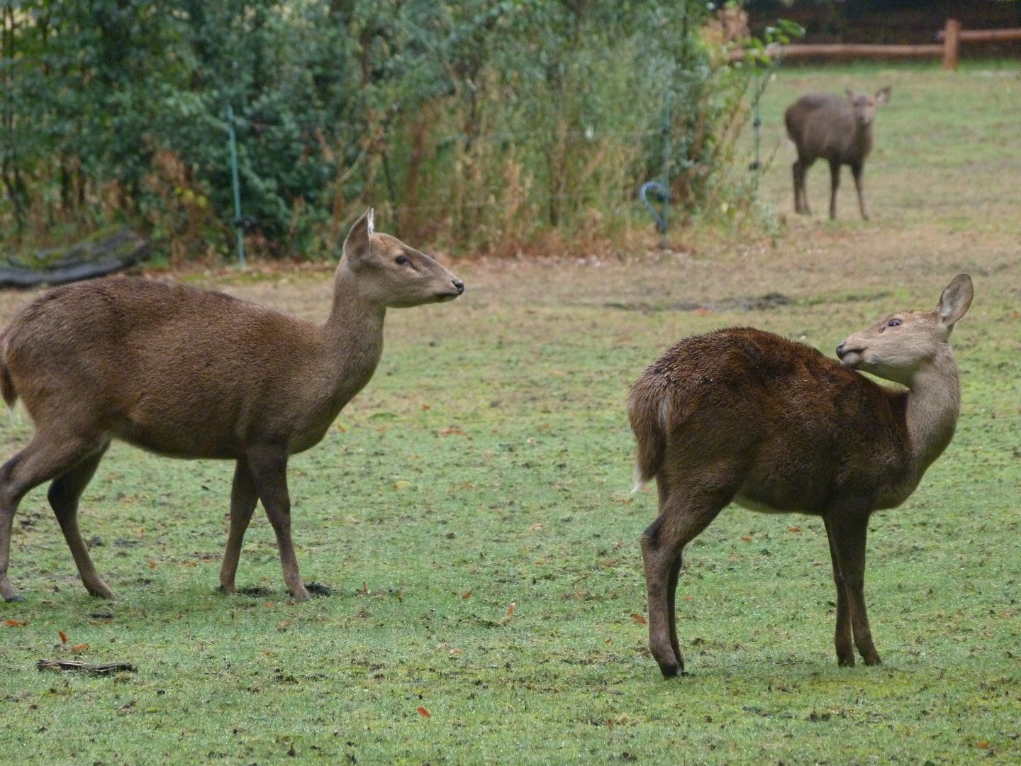 Common hog deer -Tierpark Berlin (2024)