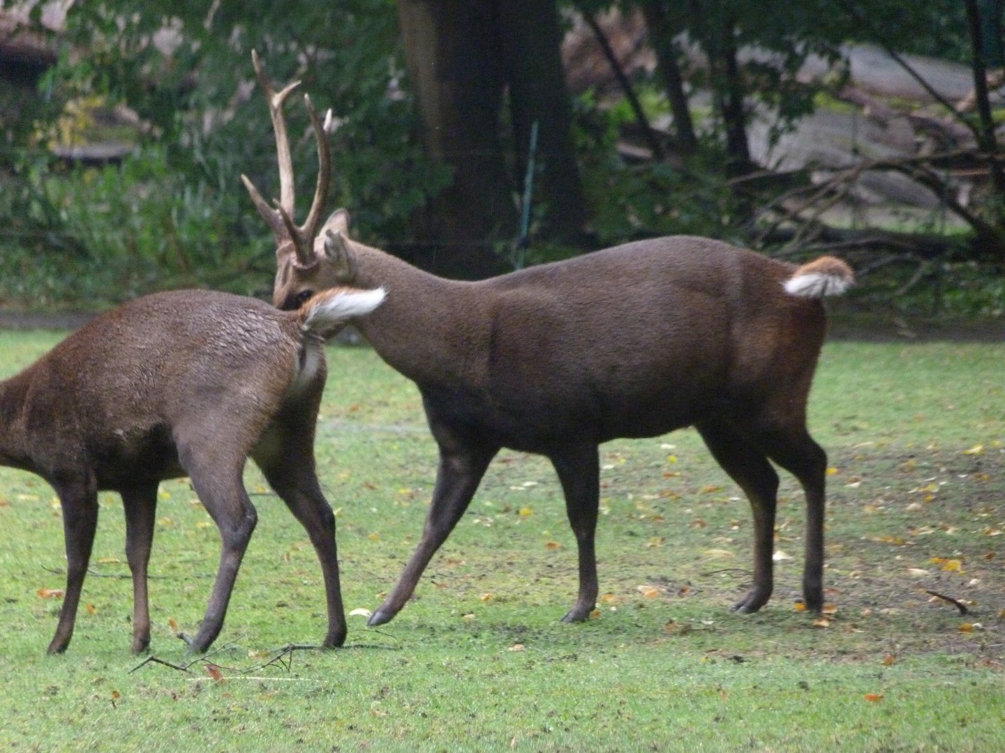 Common hog deer -Tierpark Berlin (2024)
