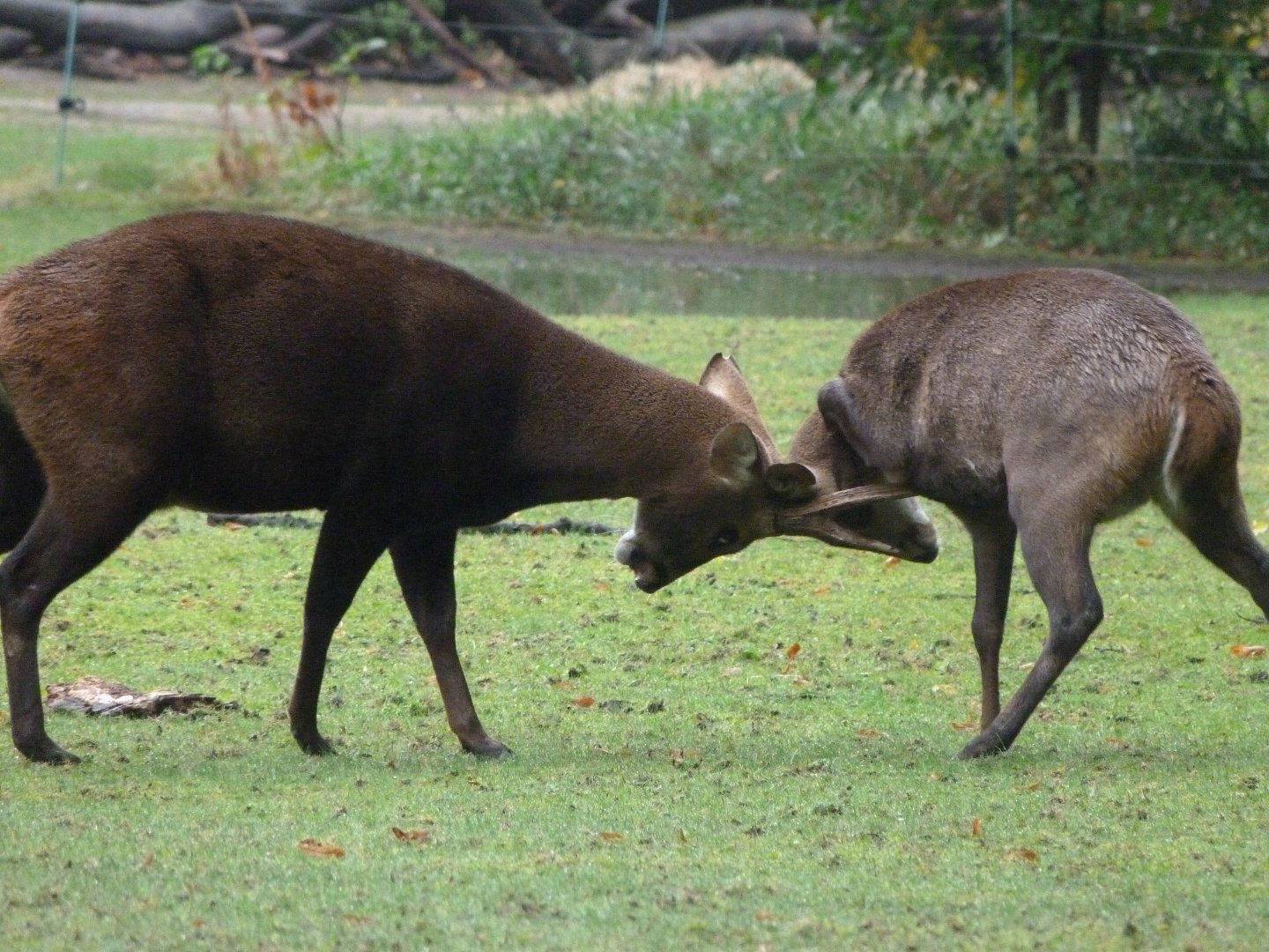 Common hog deer -Tierpark Berlin (2024)
