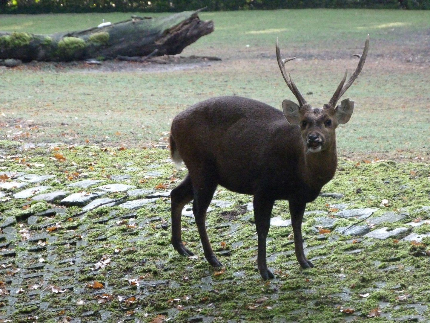 Common hog deer -Tierpark Berlin (2024)