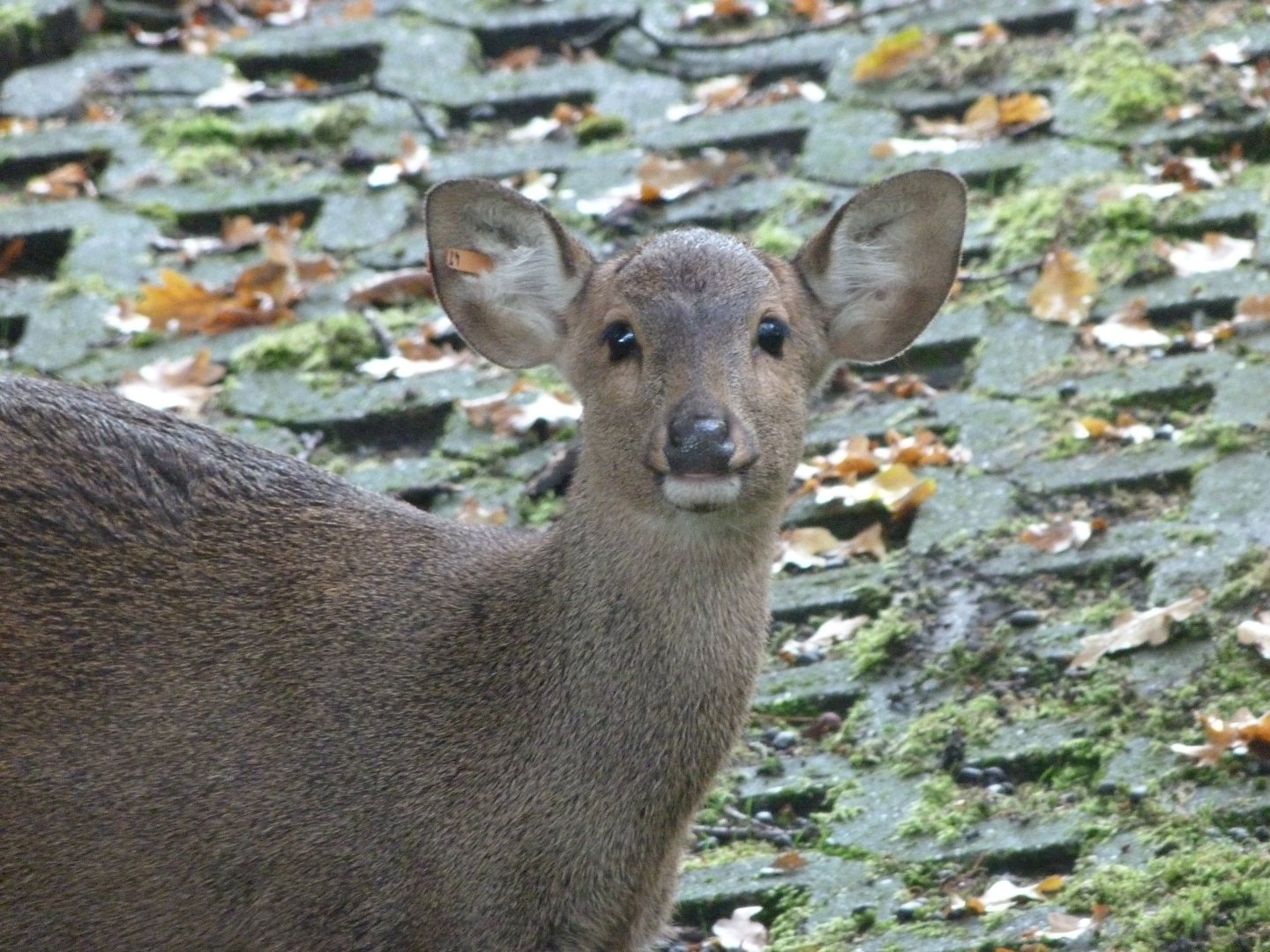 Common hog deer -Tierpark Berlin (2024)
