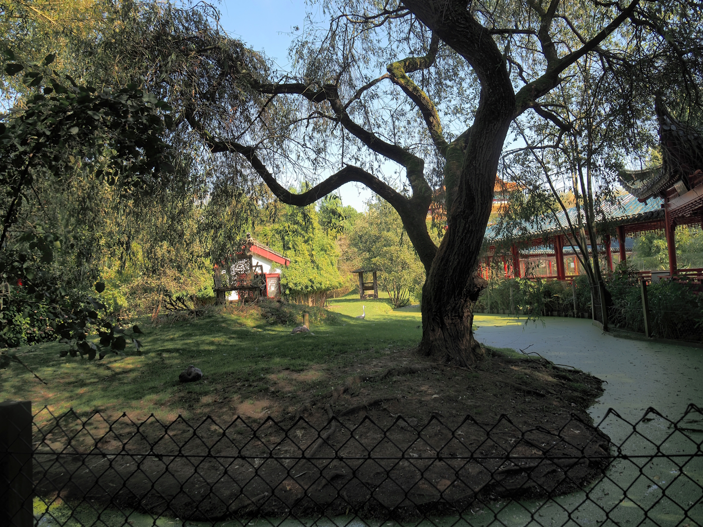 Common hog deer, White-naped crane and Magellanic flightless steamer duck exhibit, 2024-09-17