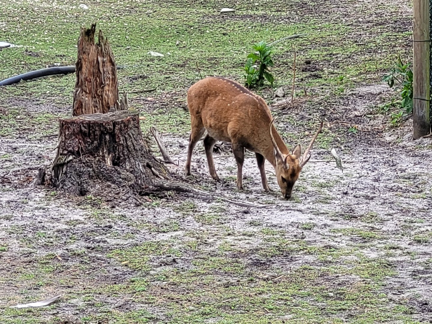 Common hog deer -Zoo du bassin d'Arcachon (2024)