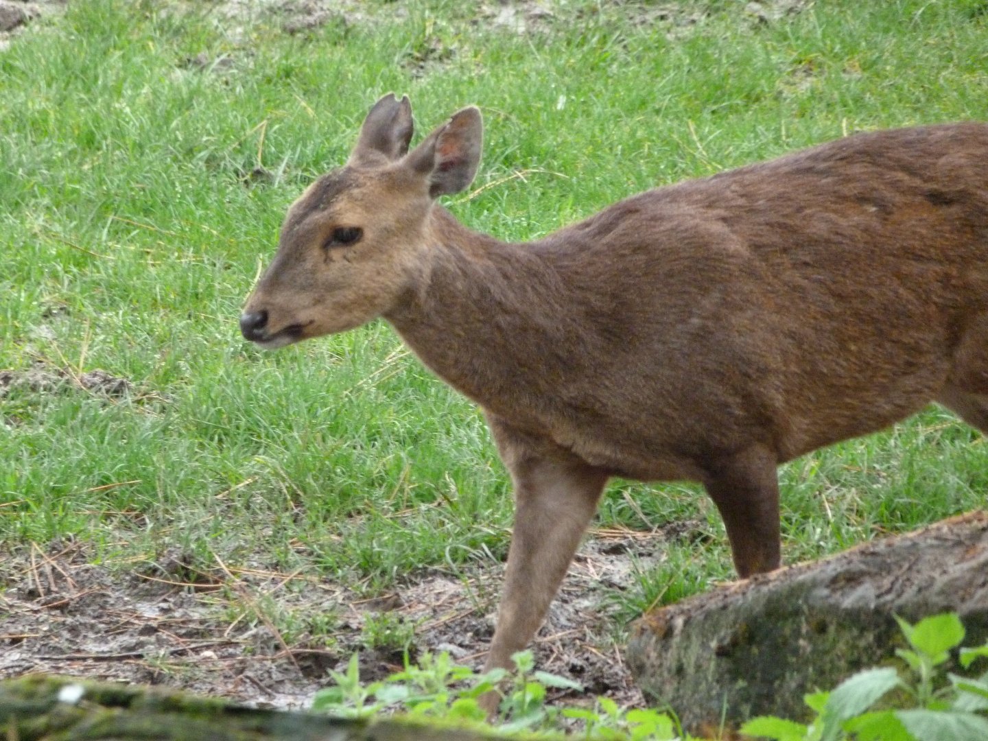 Common hog deer -ZooParc de Beauval (2025)