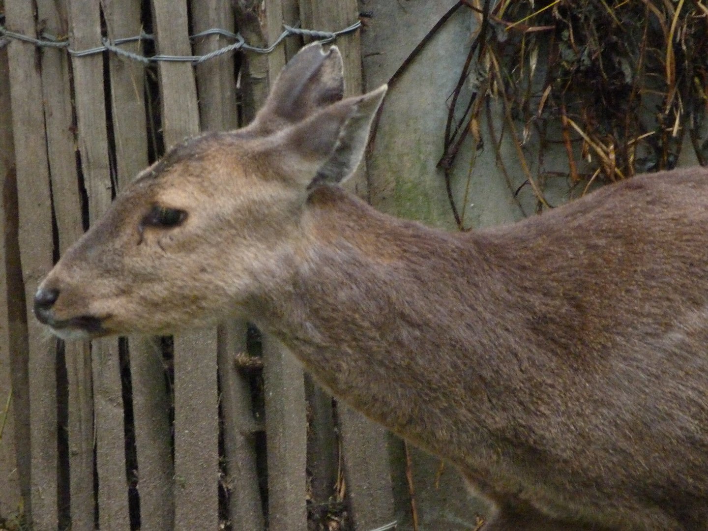 Common hog deer -ZooParc de Beauval (2025)