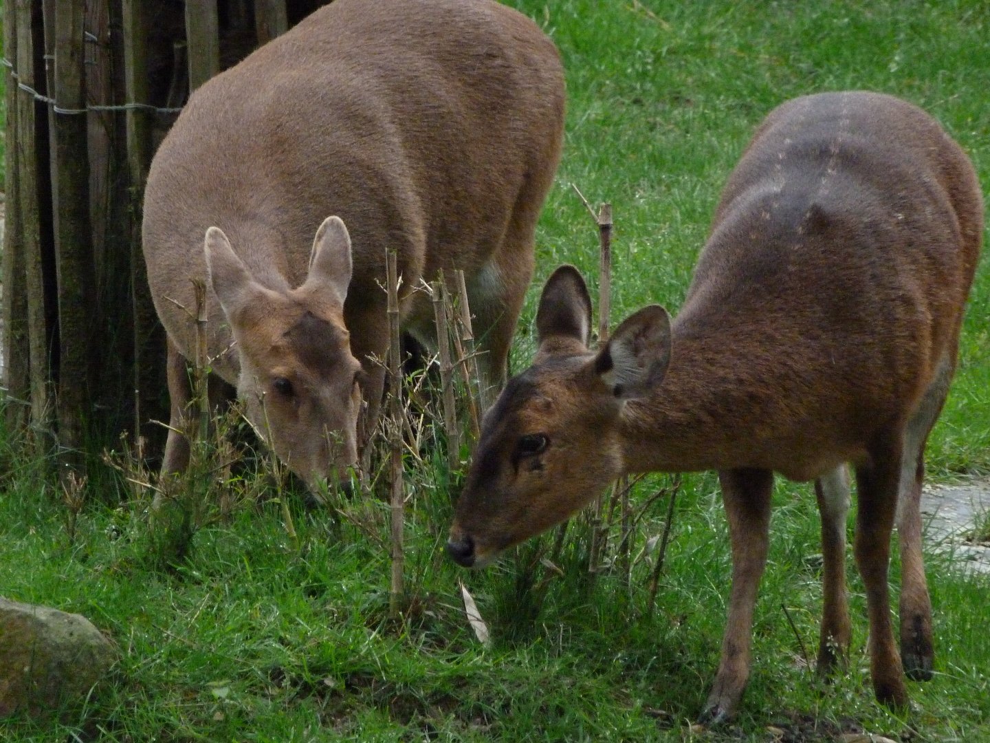 Common hog deer -ZooParc de Beauval (2025)